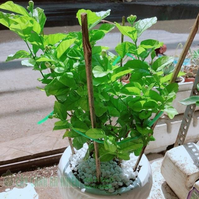 Chậu cây hoa nhài