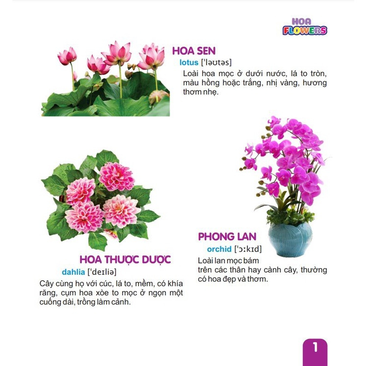 Sách - Combo 8 cuốn Từ Điển Tranh Dành Cho Thiếu Nhi - ndbooks
