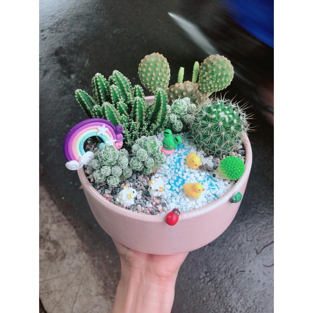Chậu xương rồng tiểu cảnh