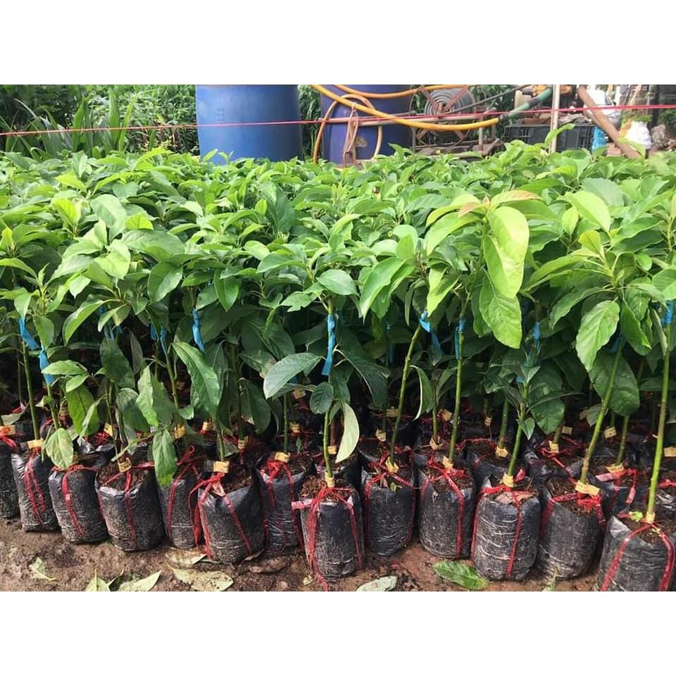 Cây giống bơ sáp, cây giống bơ 034, cây giống khỏe dễ trồng ít sâu bệnh, cây thấp năng suất cao