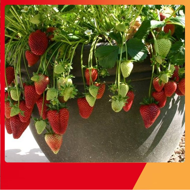 Hạt Giống Dâu Tây Chịu Nhiệt F1 High Quality Seeds - Nảy Mầm Cực Chuẩn