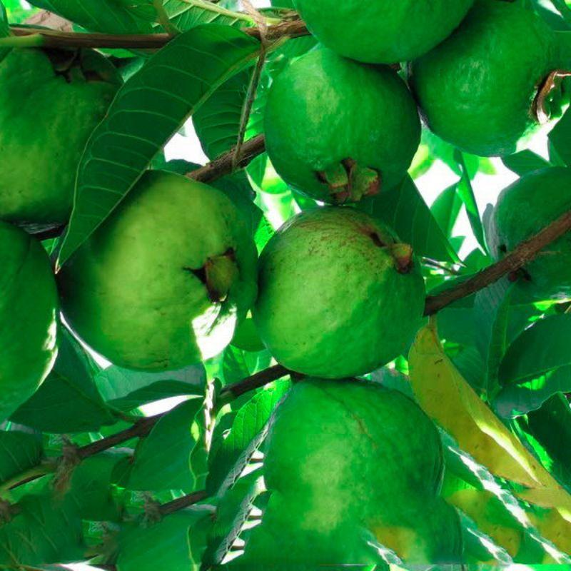 Cây giống ổi xá lị ruột đỏ