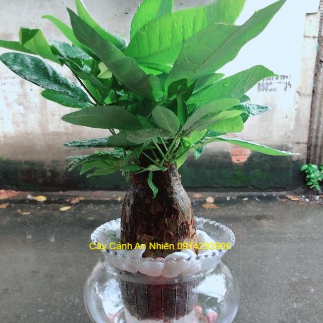 Chậu Kim Ngân Trồng Thuỷ Sinh