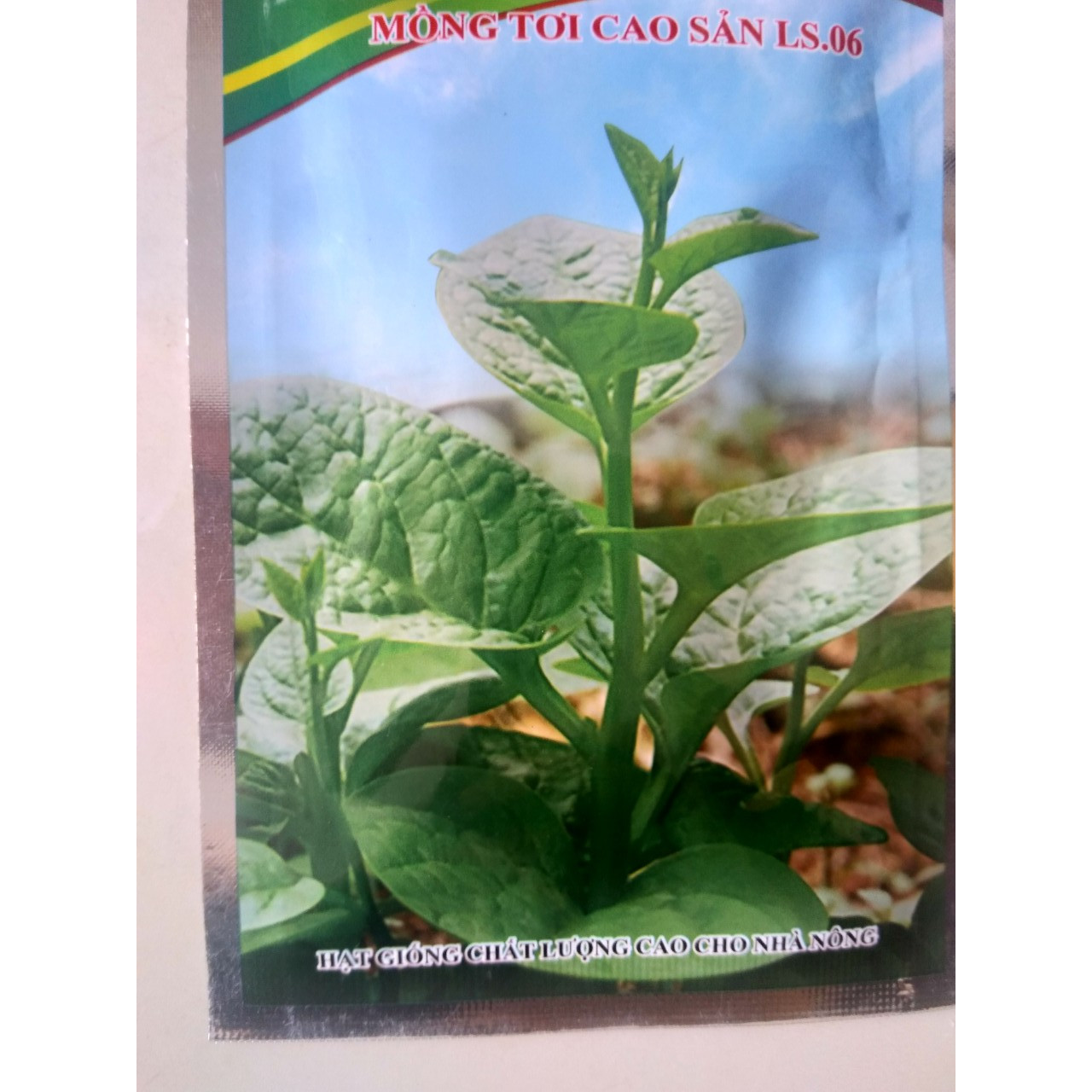 Hạt giống mùng tơi