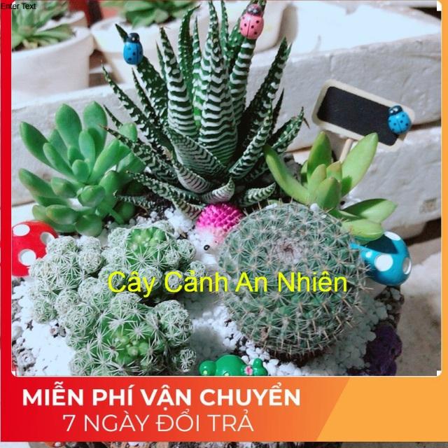 Chậu xương rồng tiểu cảnh