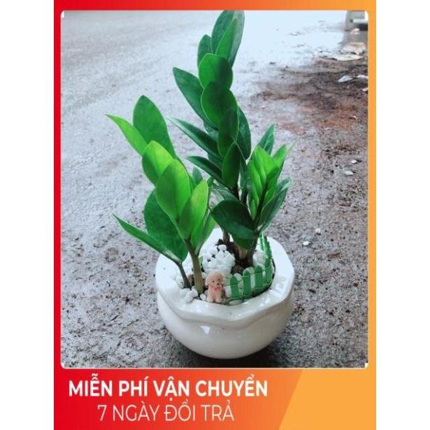 Chậu Kim Tiền Thái