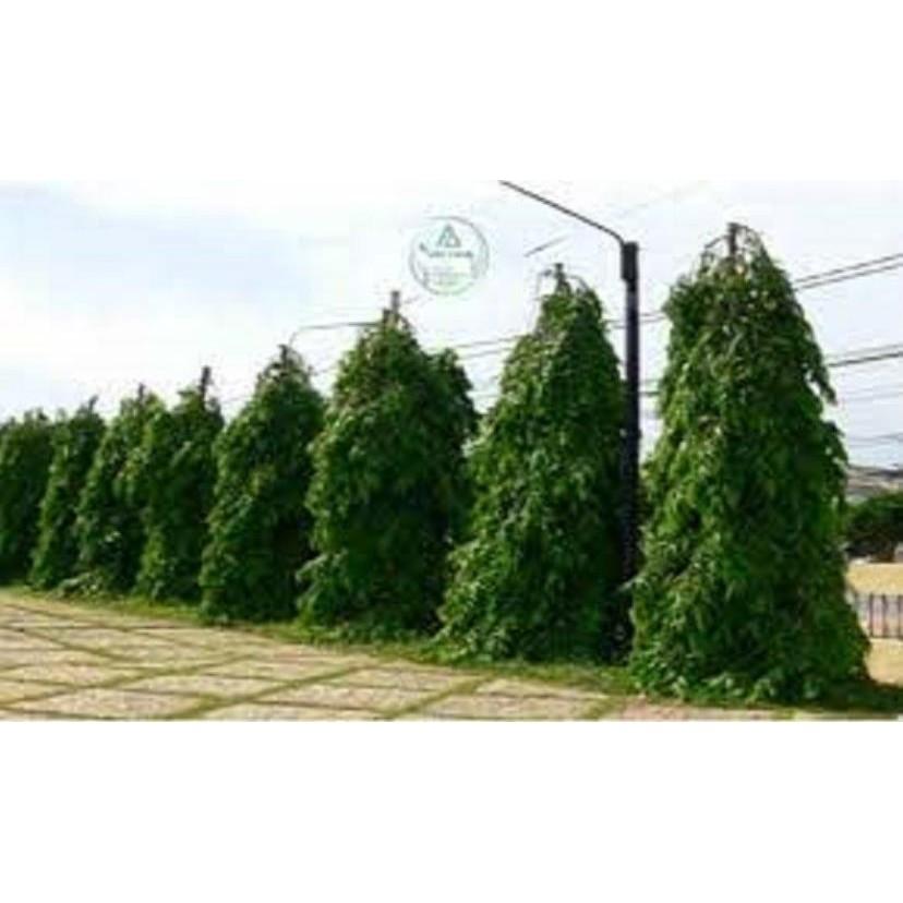 Cây giống'' Hoàng Nam'' .Giá tốt, chất lượng