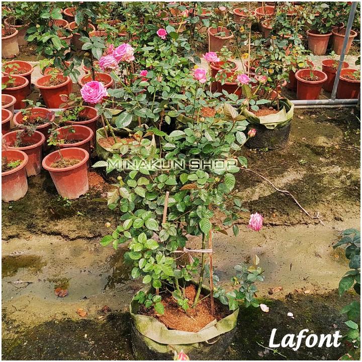Hoa hồng ngoại bụi Lafont Rose siêu thơm cây to sum