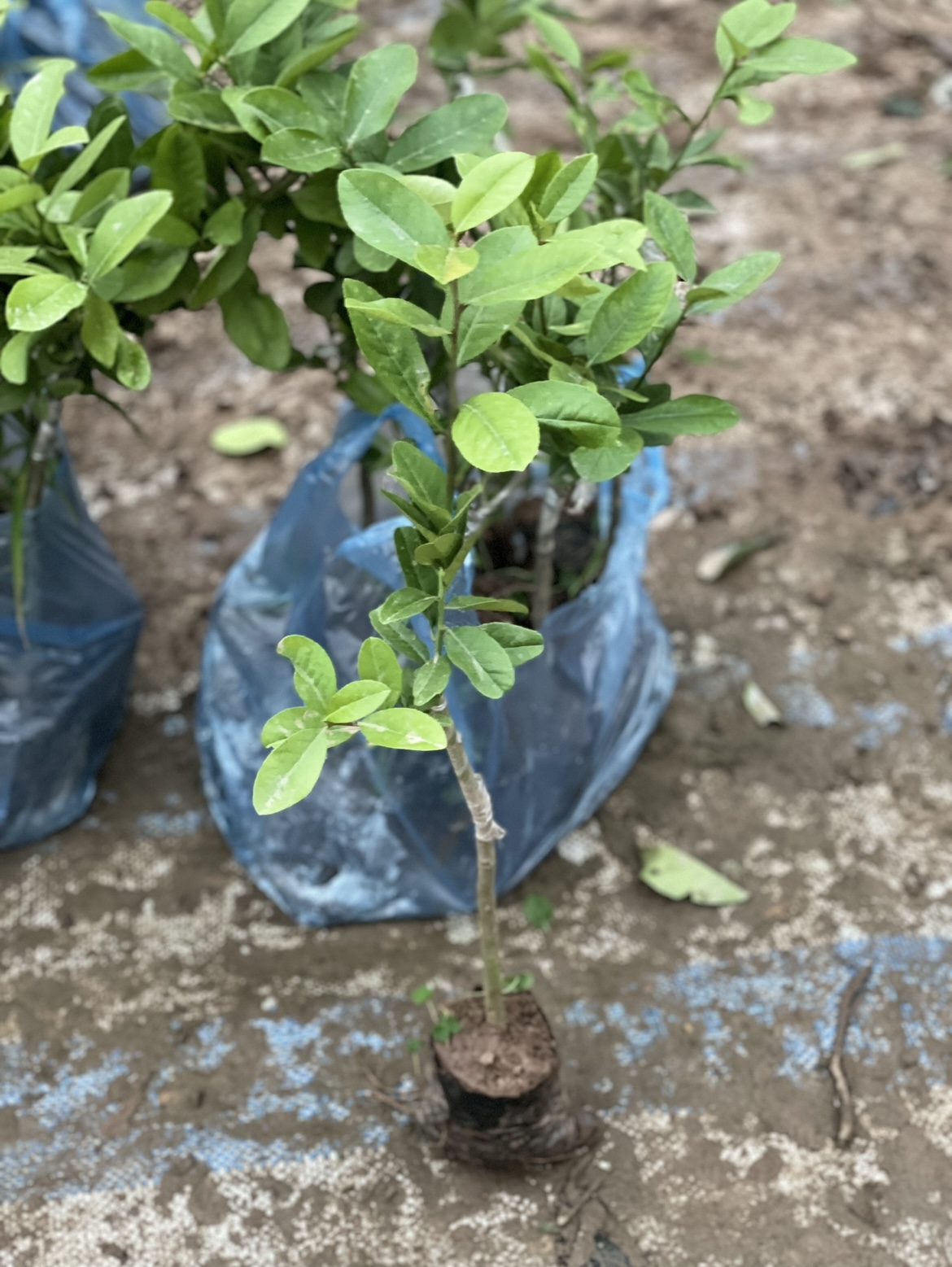 Cây giống chanh vàng Mỹ cao 25-35cm