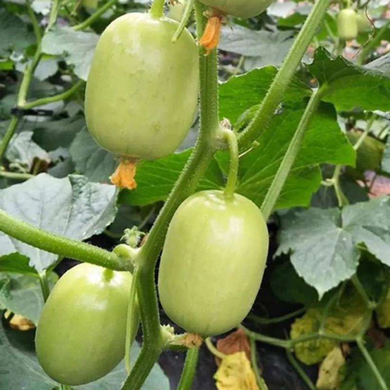 Hạt giống dưa leo Ngọc Nữ tự thụ phấn trái sai giòn ngọt VTP193