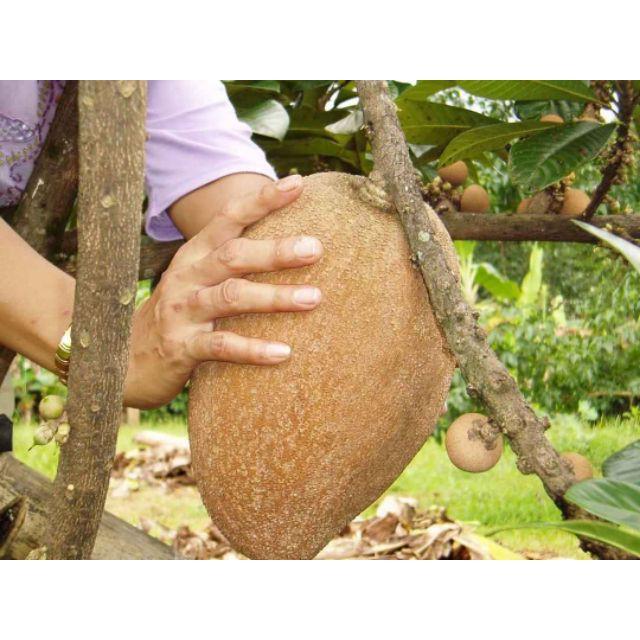Cây Hồng Xiêm Khổng Lồ Thái Lan 10 Tháng Cho Trái