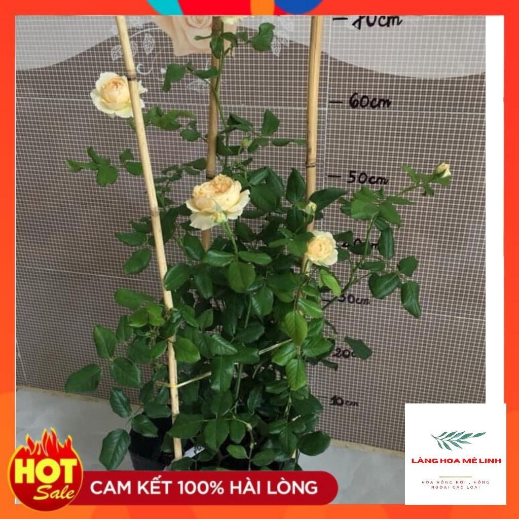 Hoa hồng ngoại Masora rose Hoa đẹp thơm-cây to trưởng thành