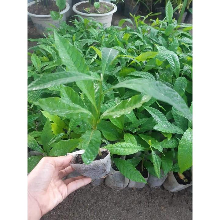 CÂY GIỐNG BIWA GIỐNG MỚI ĐẶC BIỆT
