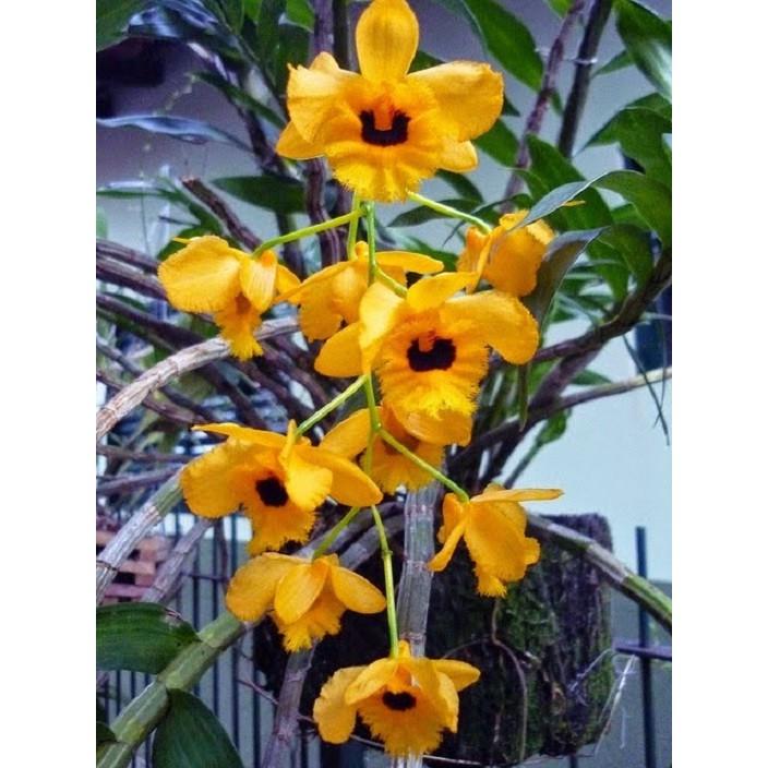 LAN HOÀNG THẢO LONG NHÃN - HÀNG THUẦN RỪNG - HOA ĐẸP