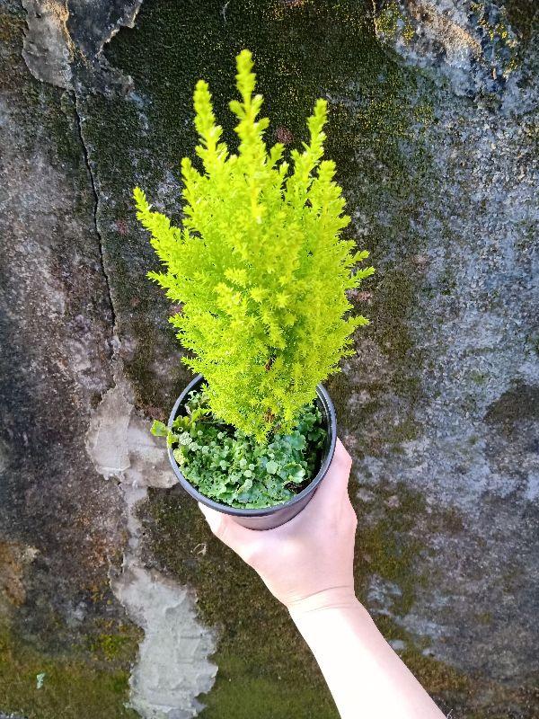 Cây tùng thơm 40 đến 60cm cây đẹp chuẩn giống