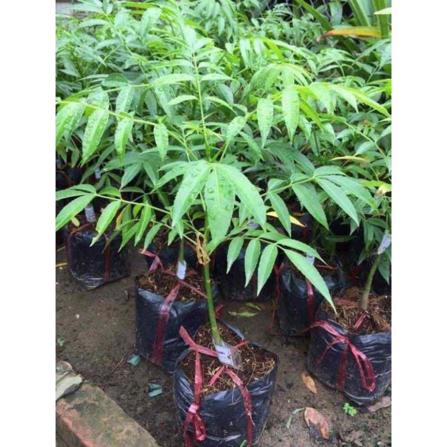 Combo 2 cây giống cóc thái