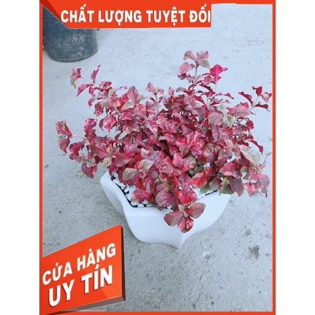 Chậu Ruby Đỏ