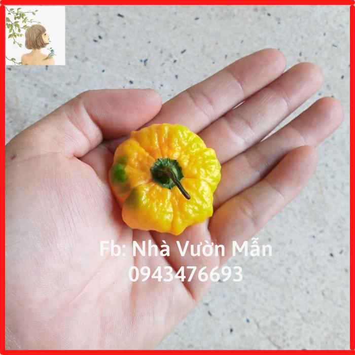 3 Hạt Ớt Scoth Bonnet Yellow