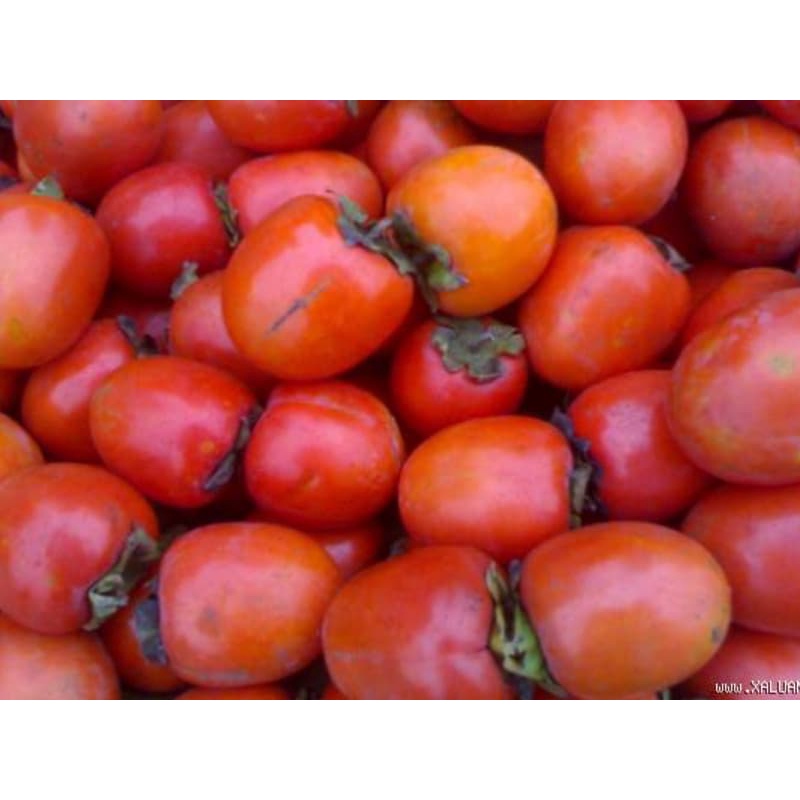 CÂY GIỐNG HỒNG NHÂN HẬU