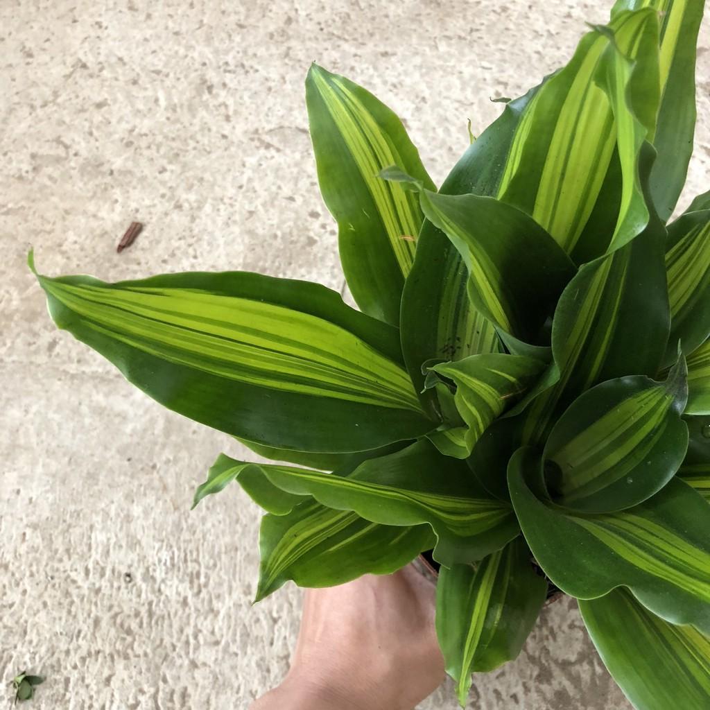 Cây thiết mộc lan nhỏ, chiều cao 25-30cm chậu có 3 cây lá xanh cực đẹp sức sống tốt, thích hợp trang trí sân vườn