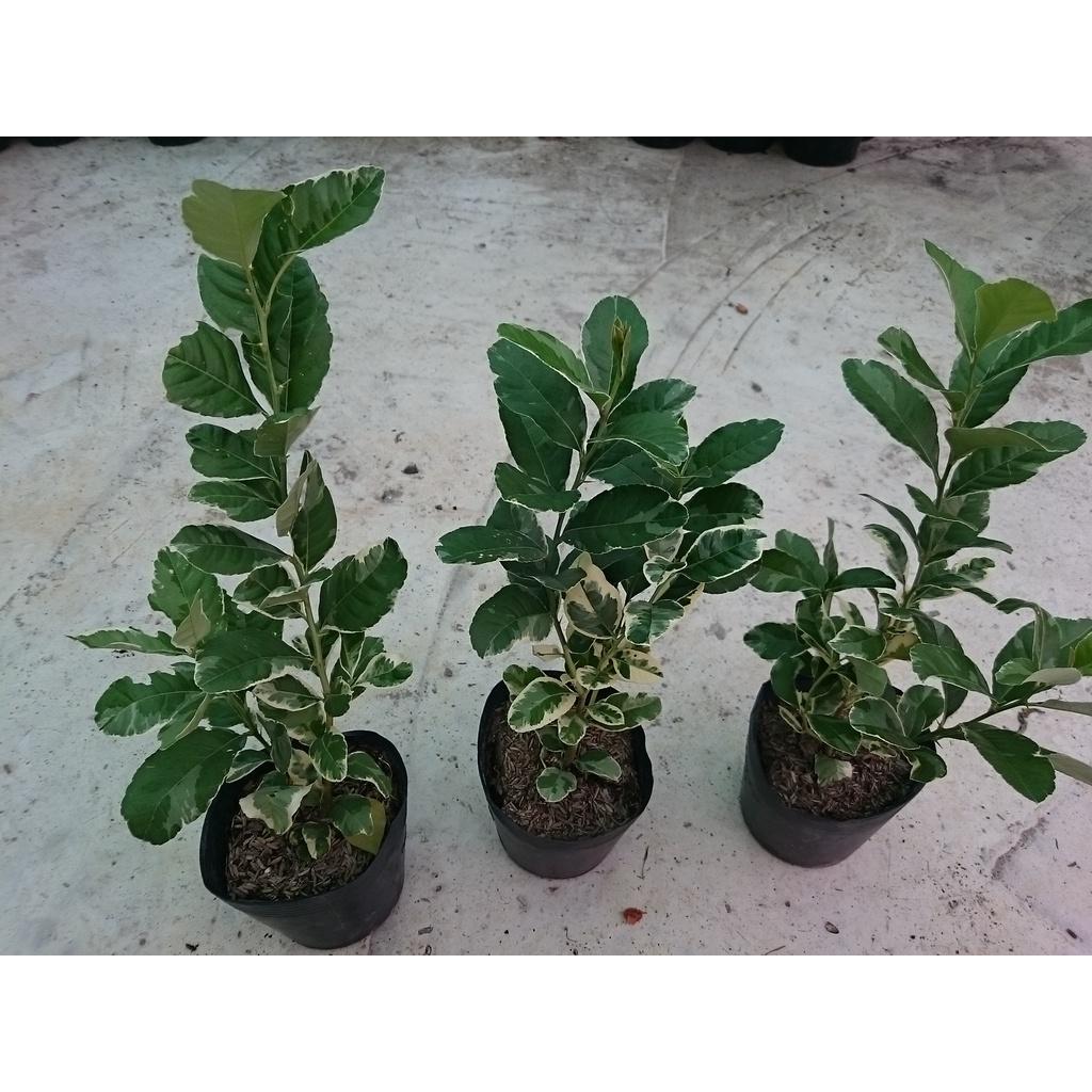 Cây Chanh Cẩm Thạch - cây ăn quả + tặng phân bón cho cây