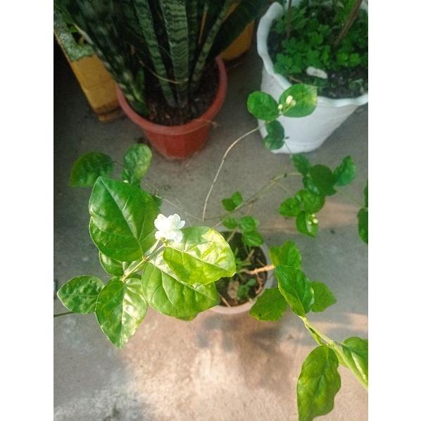 Chậu nhài ta cánh kép hoa thơm nức