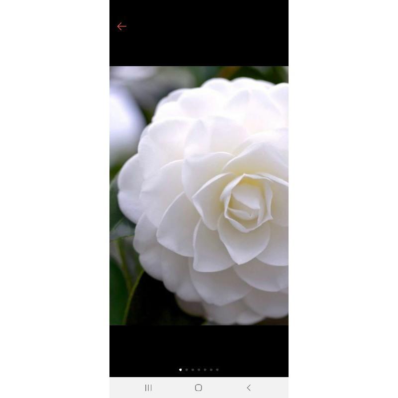 Com bo 10 cây đủ giống hoa