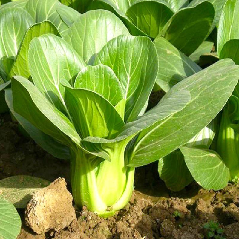 Hạt giống Cải Thìa ,Cải Chip, thu hoạch sớm, dễ trồng, nảy mầm cao, sinh trưởng khoẻ