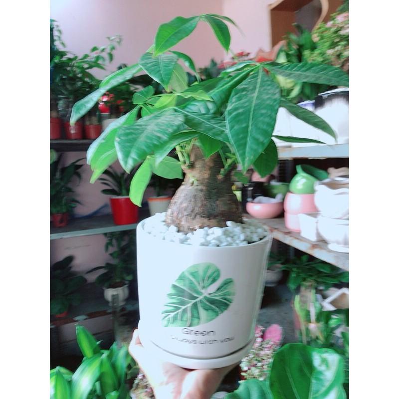 Chậu Kim Ngân 1 Thân