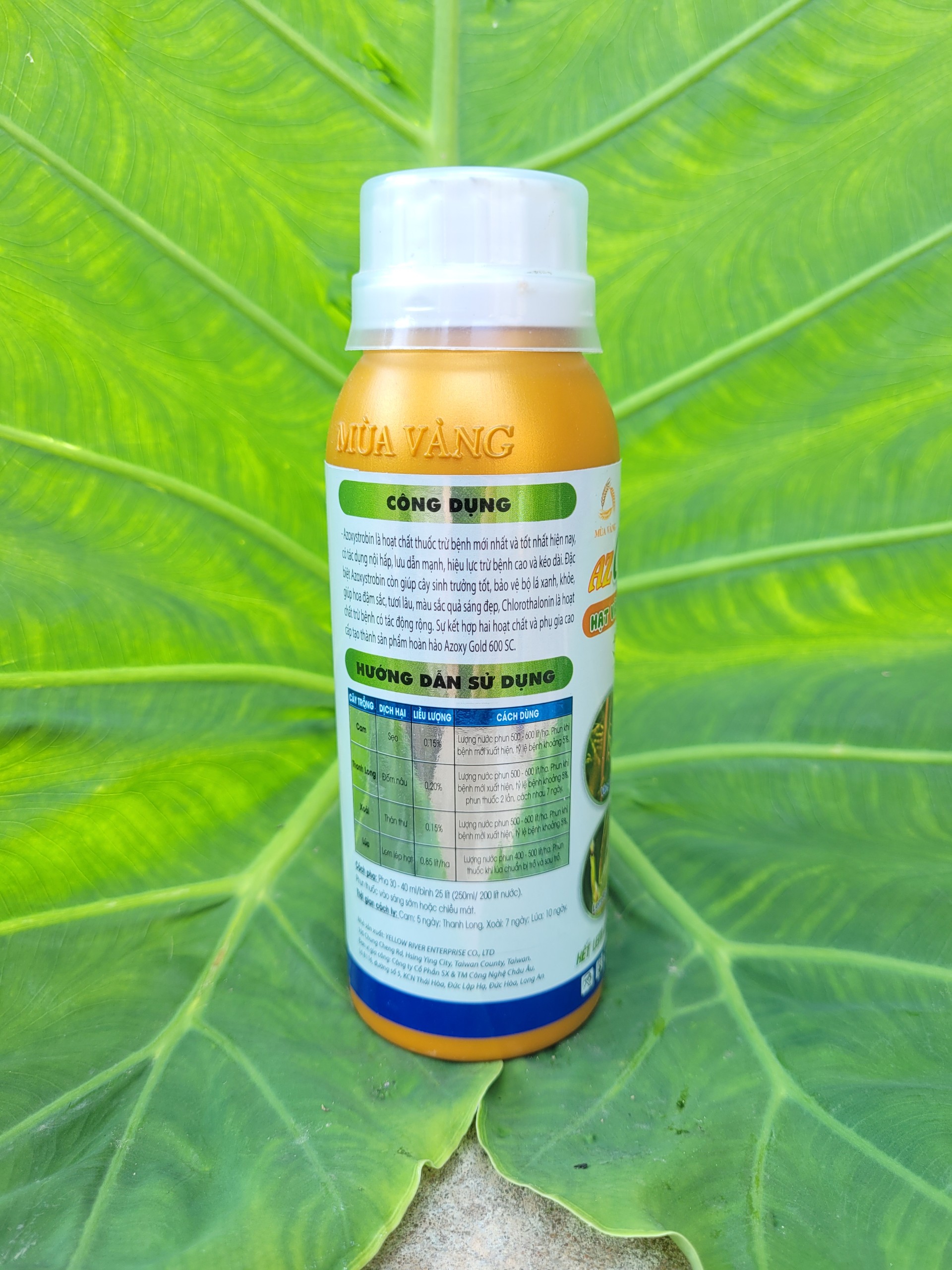 Phòng trừ lem lép hạt lúa, thán thư xoài, thanh long AZOXY GOLD 600SC chai 250ml
