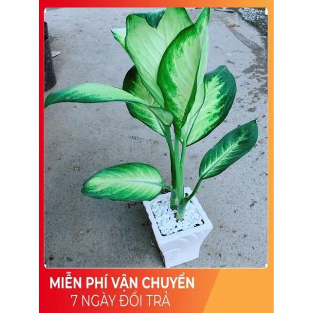 Chậu Vạn Niên Thanh