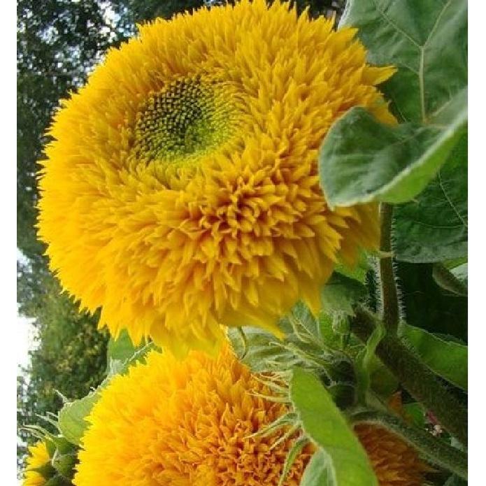 Hạt Giống Hoa Hướng Dương Kép Vàng Cam KNS3642 - Gói 20 hạt