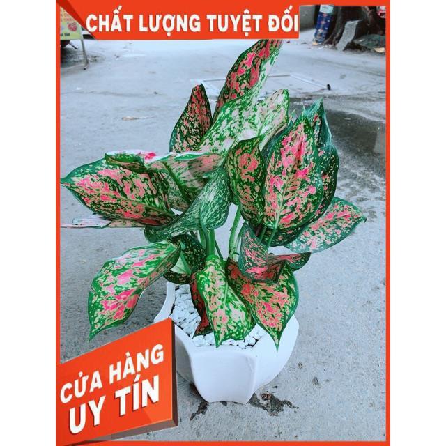 Chậu Vạn Lộc