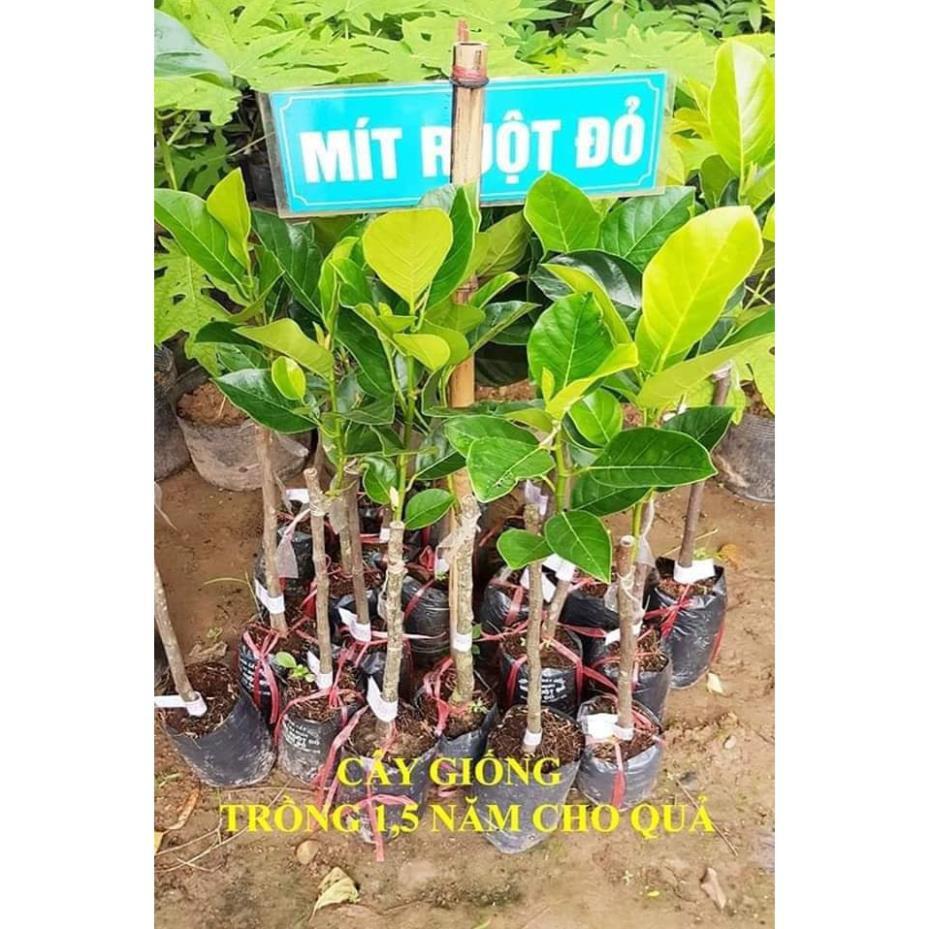 Sản phẩm MÍT THÁI LAN RUỘT ĐỎ