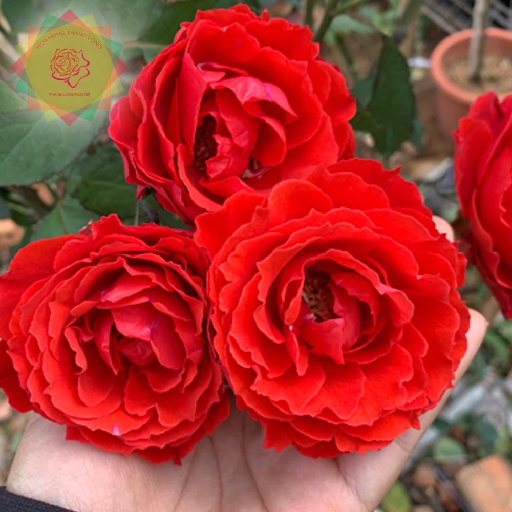 Cây hoa hồng Tố Nữ đỏ lửa (bụi) - Hoa hồng Thăng Long Flower