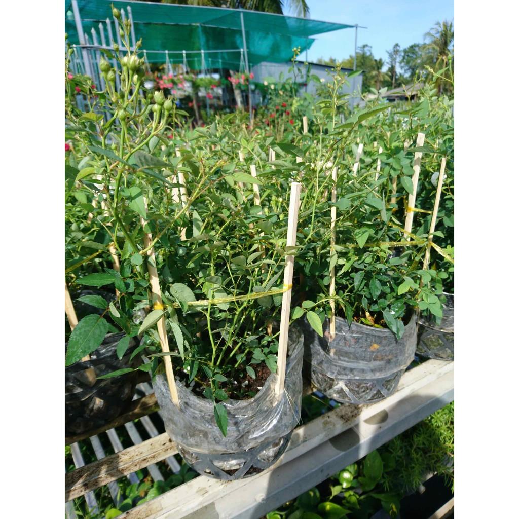 Cây hoa hồng bạch trà