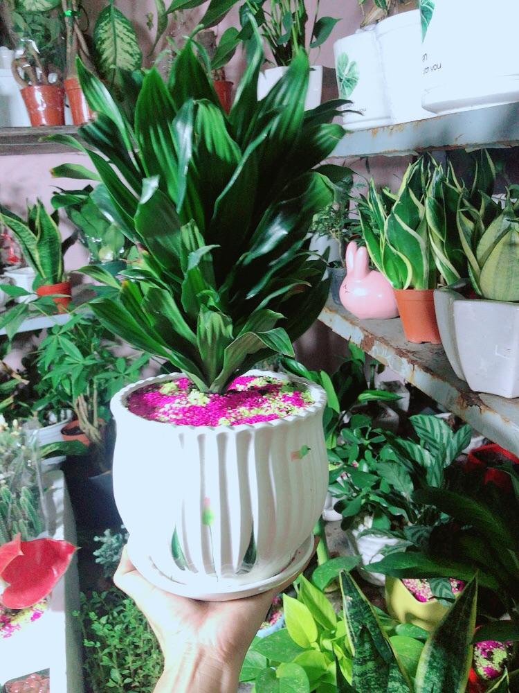 Chậu Cây Phát Tài Lá