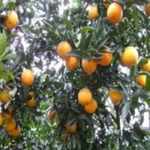 CÂY GIỐNG CAM CARA RUỘT ĐỎ KHÔNG HẠT