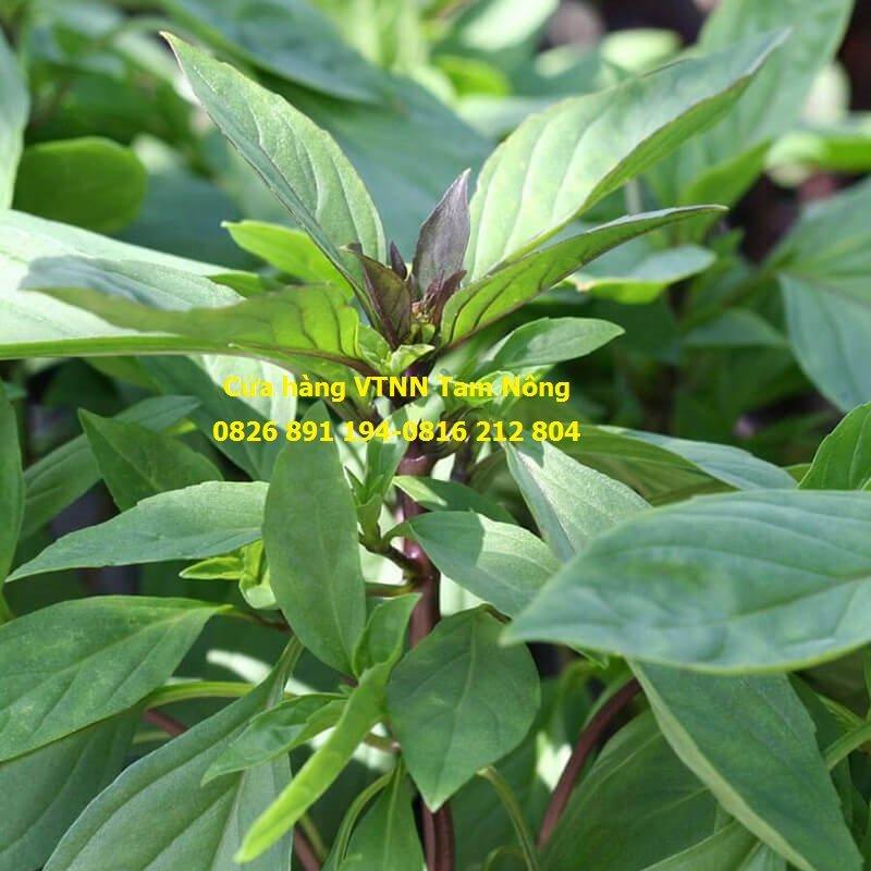 HẠT GIỐNG RAU HÚNG QUẾ _PD115_KL. 10G