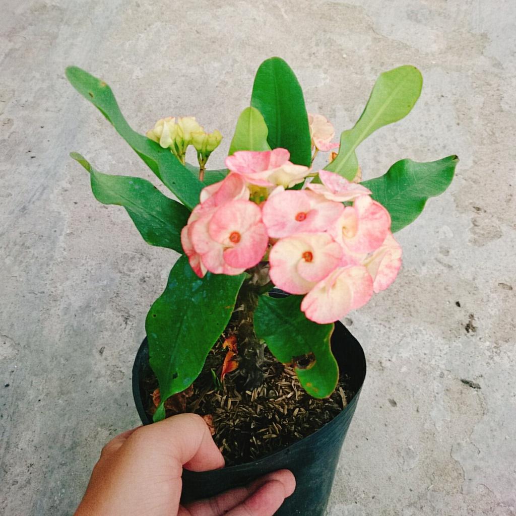 Xương Rồng Bát Tiên - cây cảnh để bàn + tặng phân bón cho cây