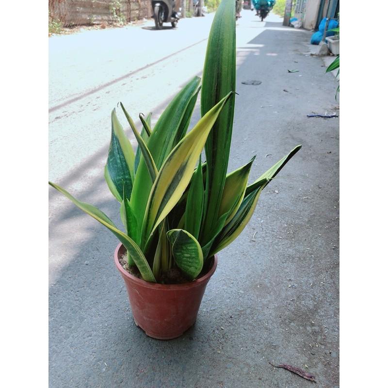 Lưỡi Hổ Hoàng Kim