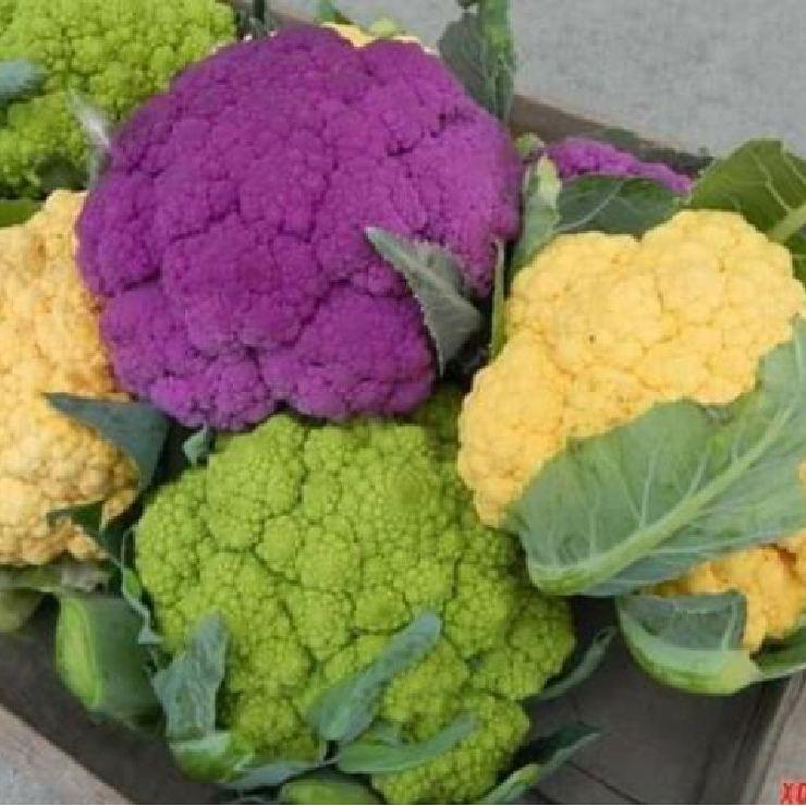 Hạt giống súp lơ mix màu 20 hạt/gói