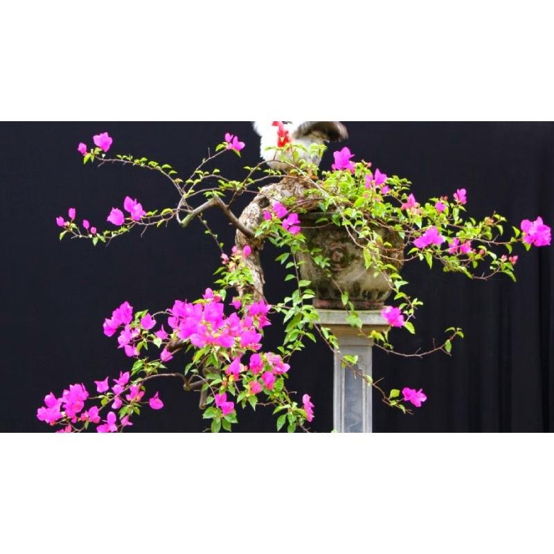 CÂY GIỐNG HOA BÔNG GIẤY