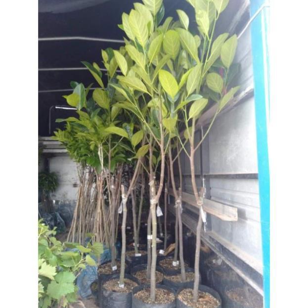 Mít tứ quý ra quả quanh năm cây choai 1.6m