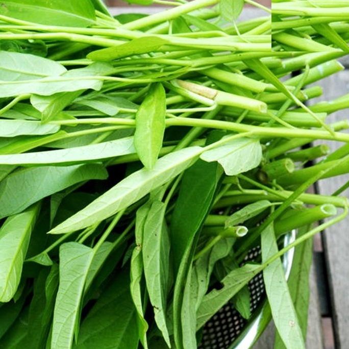 Combo 3 gói Hạt giống rau muống dể trồng f1-gói 20 gram-tặng kèm gói phân bón lót