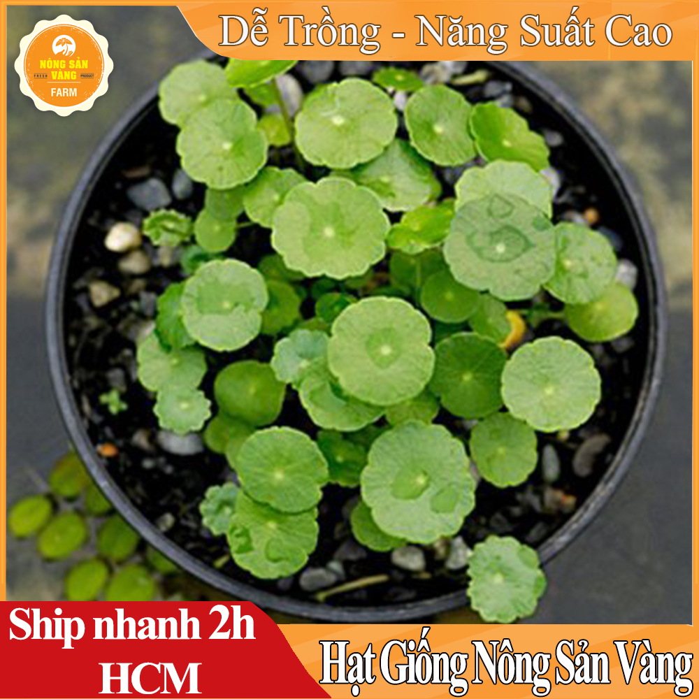 Hạt Giống Rau Má Lá Nhỏ, Năng Suất Cao, Sinh Trưởng Khỏe, Ít Sâu Bệnh (Gói 1Gram) - Nông Sản Vàng