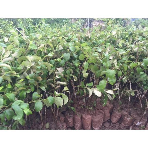 Cây Giống Táo Thái Siêu Trái, Quả To, Giòn và Ngọt