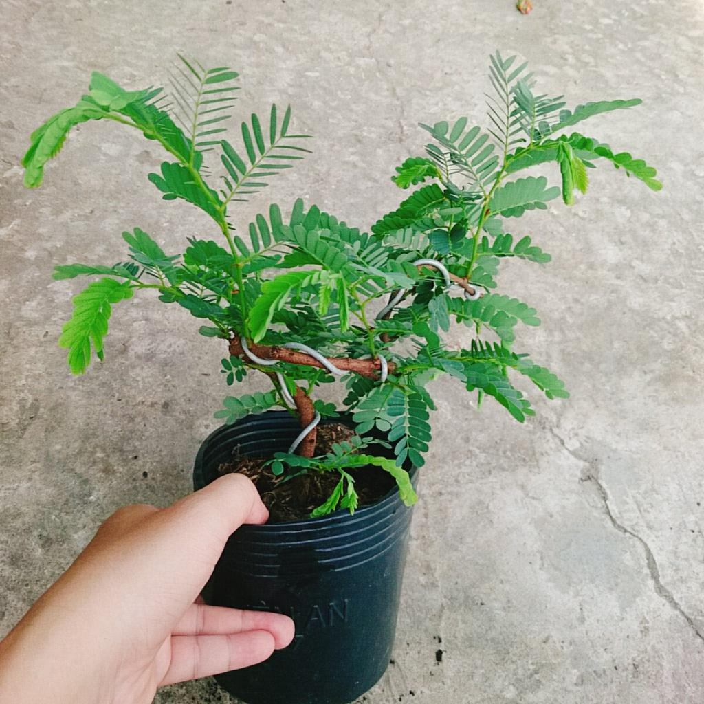 Cây Me Bonsai - cây cảnh bonsai + tặng phân bón cho cây