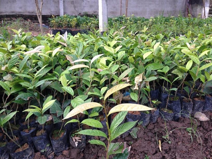 Bầu cây giống trà hoa vàng, hoa trà hàng cực hiếm, gửi đi nguyên bầu