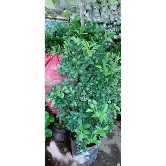 Cây Tắc Kiểng